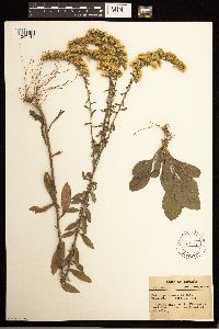 Solidago nemoralis image