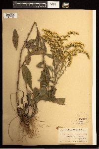 Solidago nemoralis image