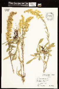 Solidago nemoralis image