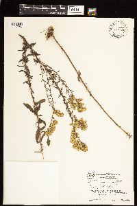 Solidago nemoralis image