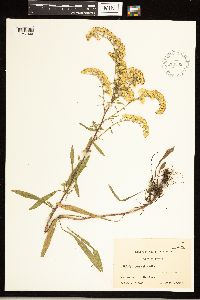 Solidago nemoralis image