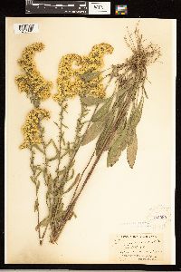 Solidago nemoralis image