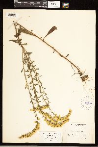 Solidago nemoralis image