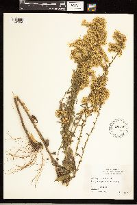 Solidago nemoralis image