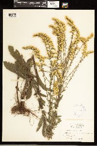 Solidago nemoralis image