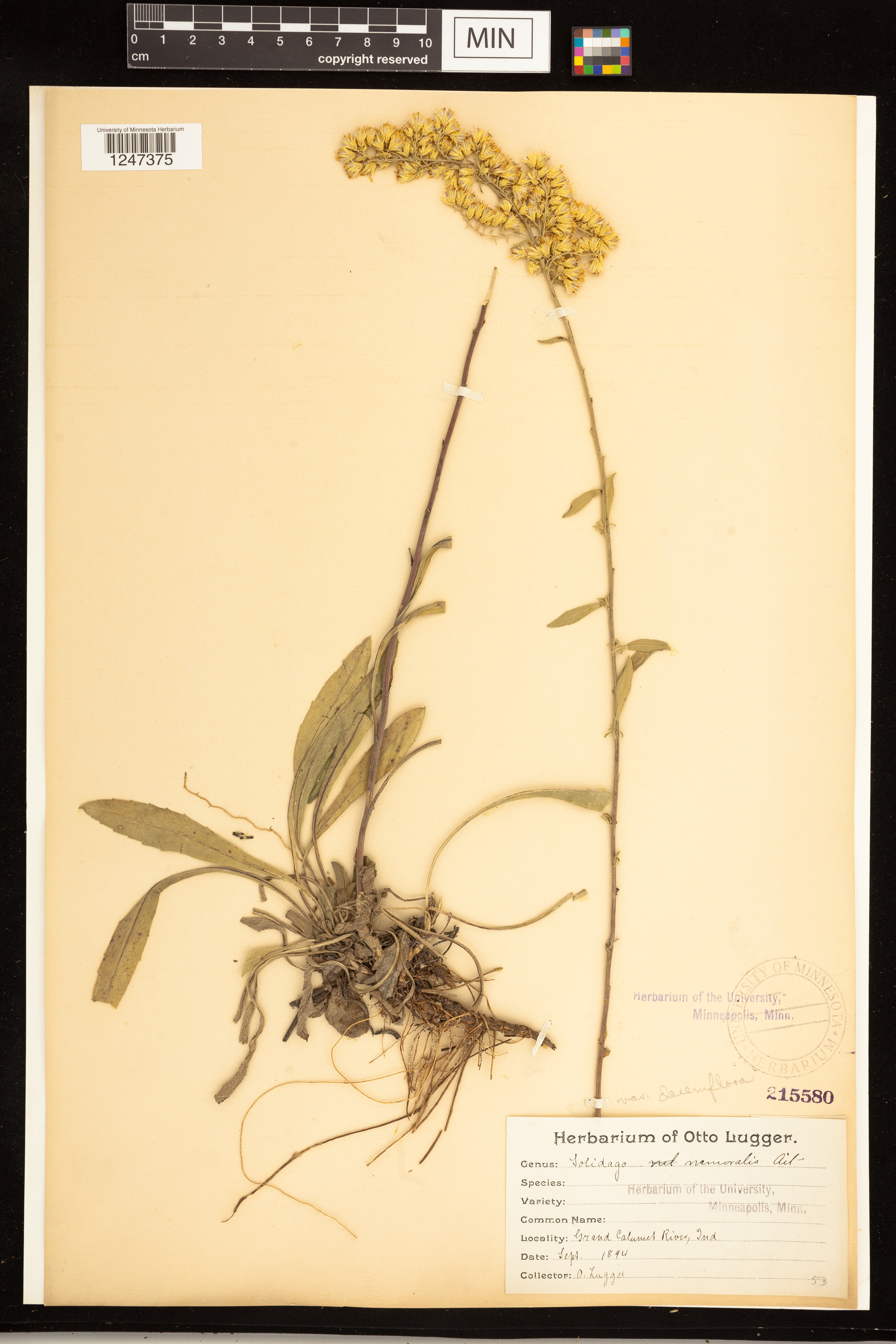 Solidago nemoralis subsp. decemflora image
