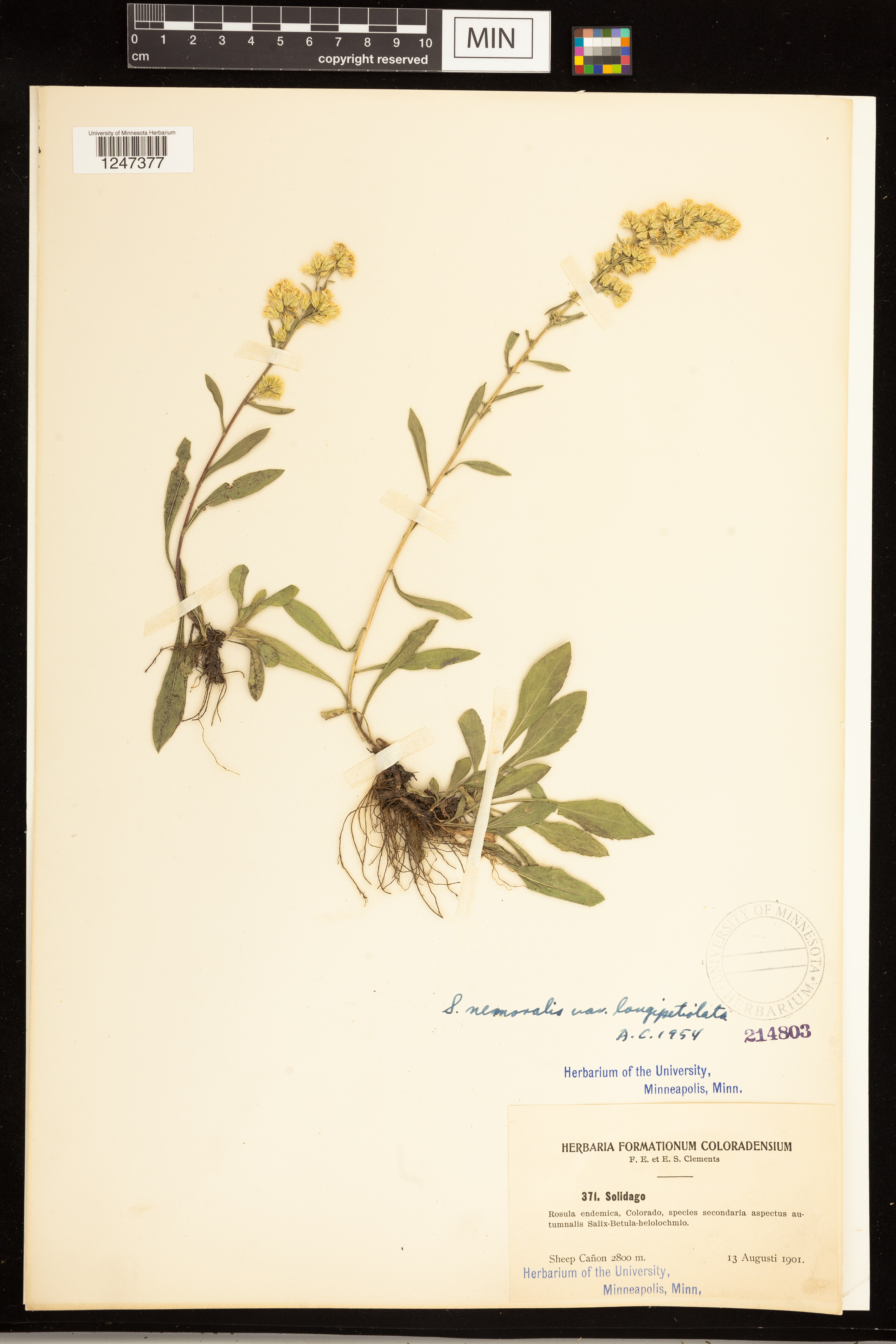 Solidago nemoralis subsp. decemflora image