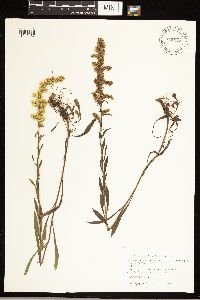 Solidago nemoralis subsp. nemoralis image