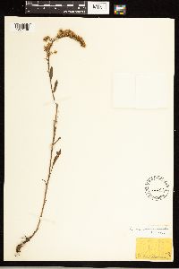 Solidago nemoralis image