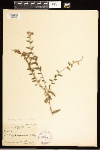 Solidago odora subsp. chapmanii image