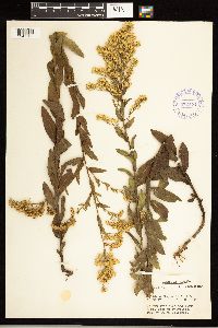 Solidago odora subsp. chapmanii image
