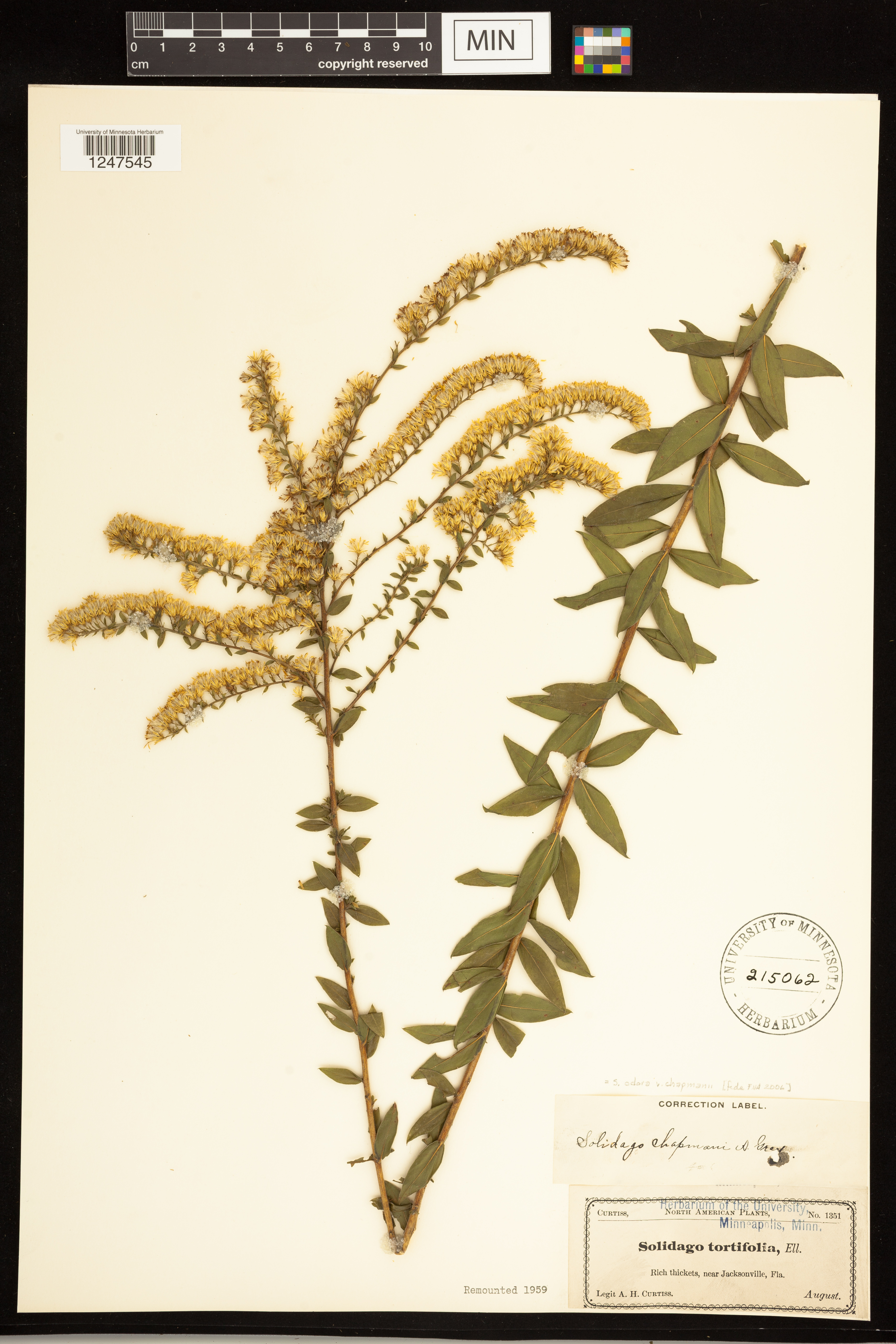 Solidago odora subsp. chapmanii image