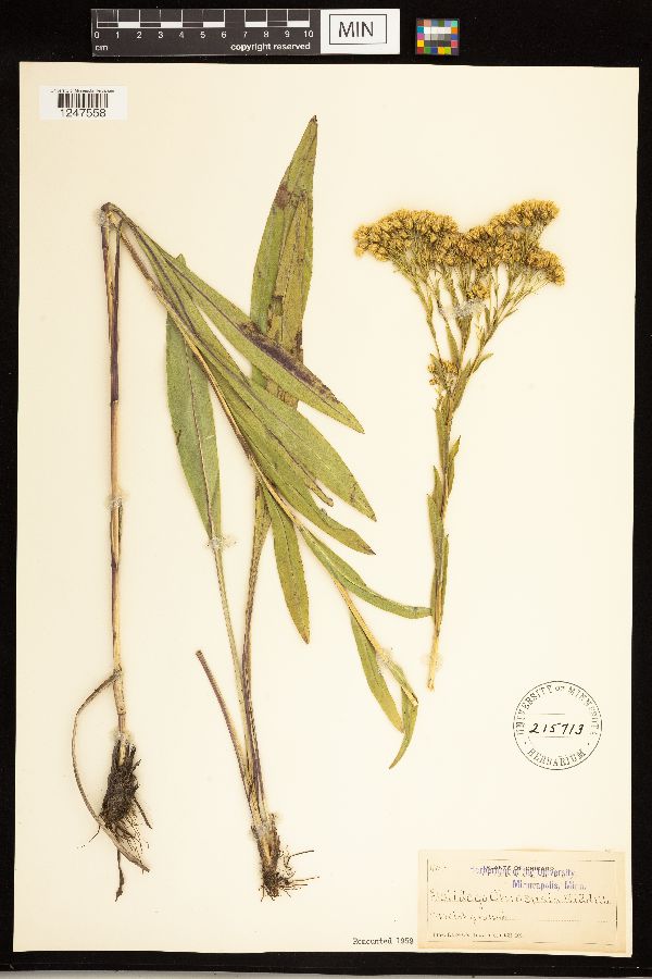 Solidago ohioensis image