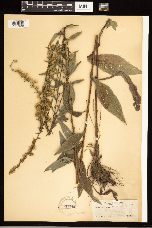 Solidago patula subsp. strictula image