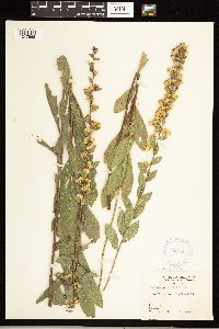 Solidago petiolaris image