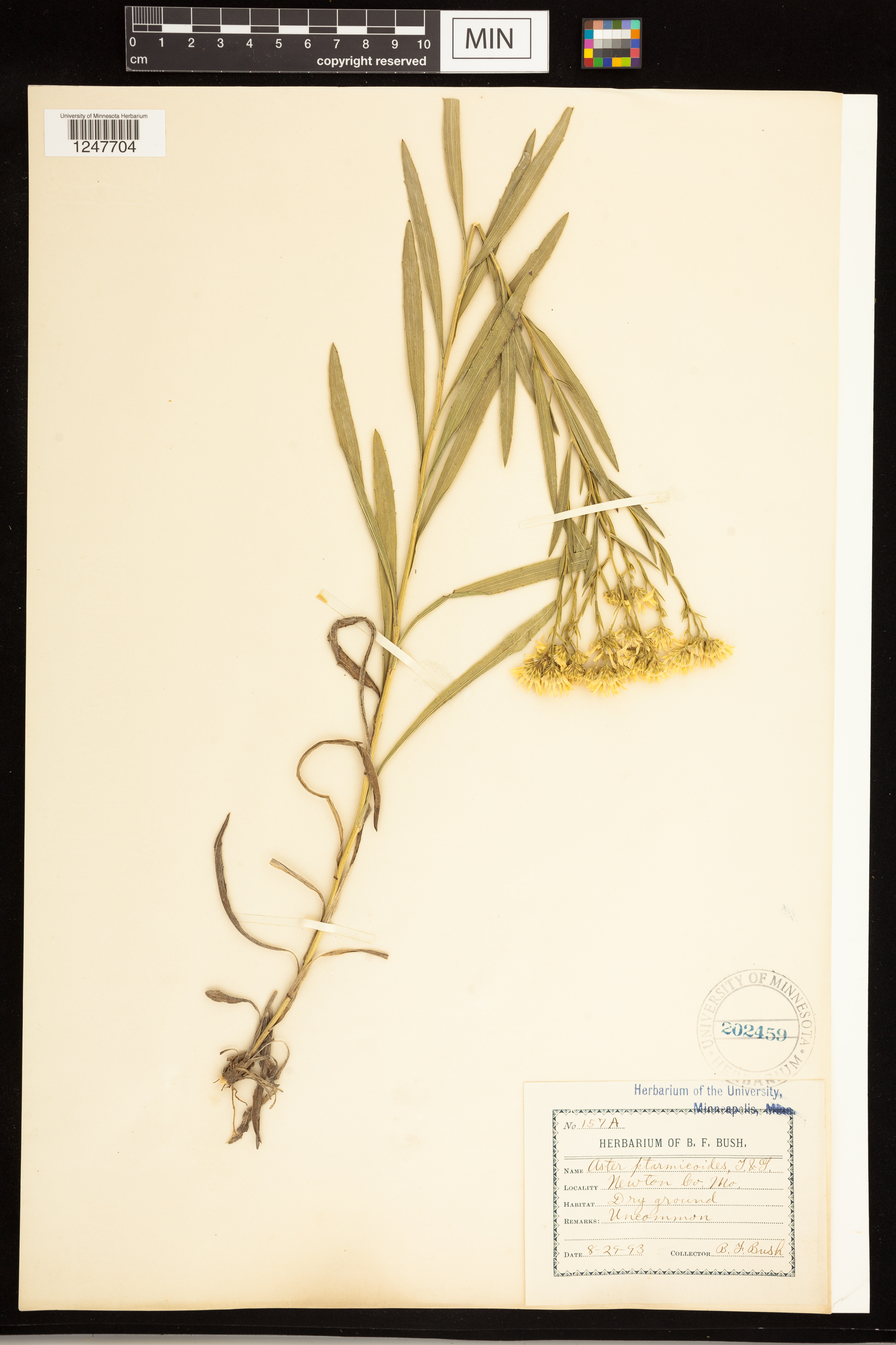 Solidago ptarmicoides image