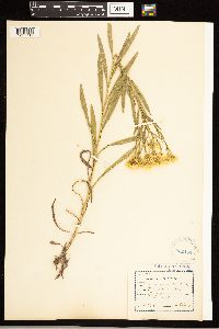 Solidago ptarmicoides image