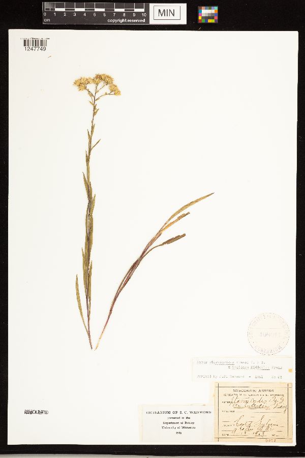 Solidago ptarmicoides x riddellii image