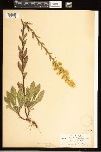 Solidago puberula image