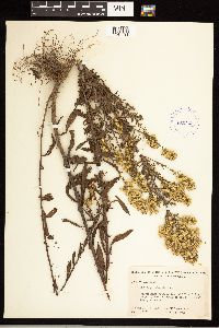 Solidago puberula image