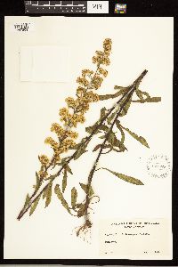 Solidago puberula image