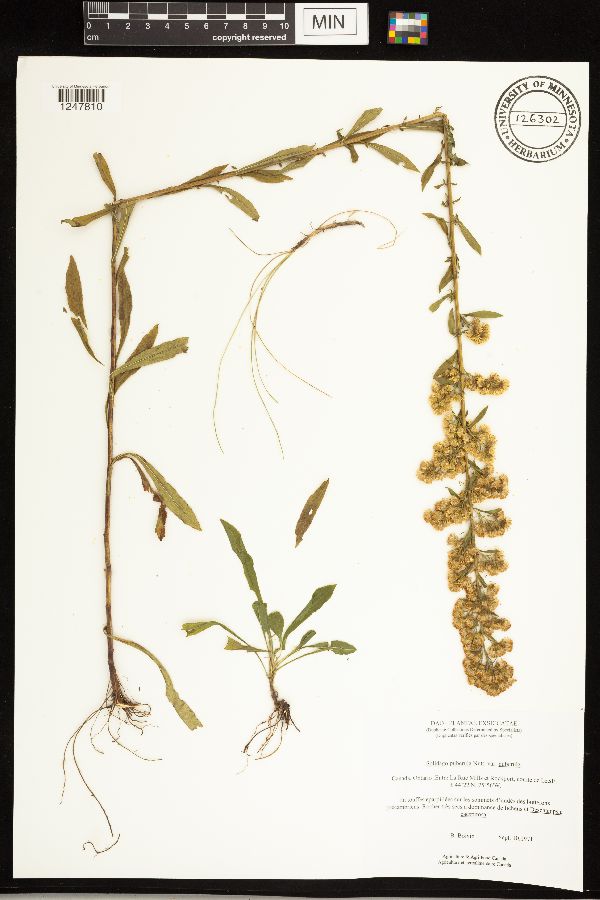 Solidago puberula subsp. puberula image