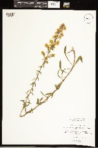 Solidago puberula subsp. puberula image
