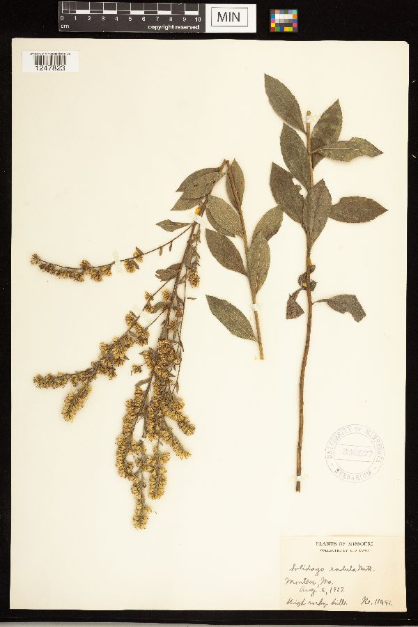 Solidago radula image