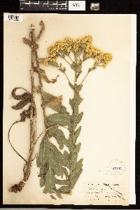 Solidago rigida image