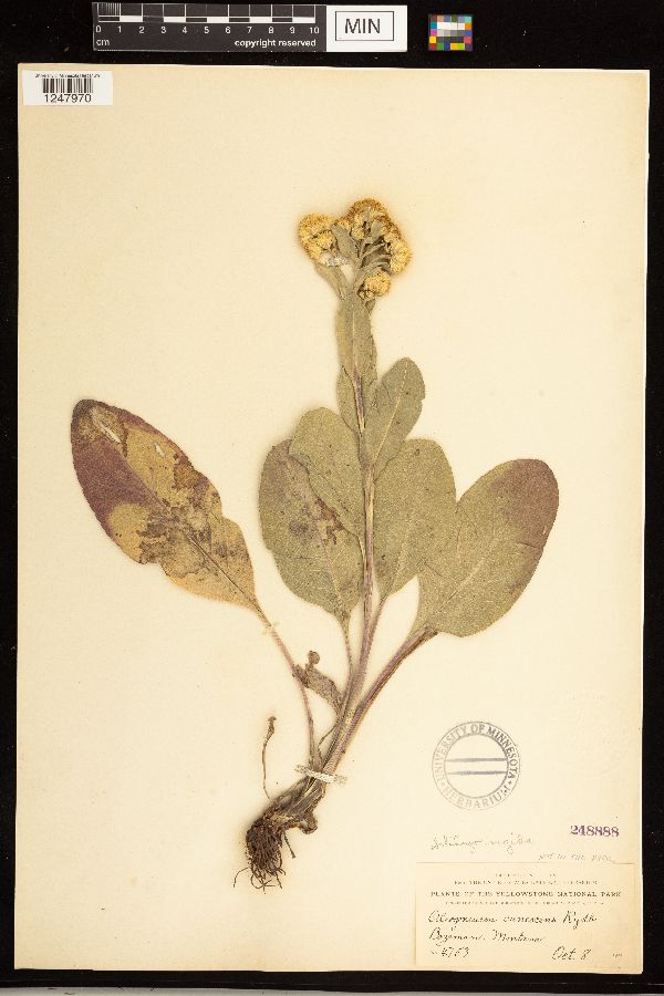 Solidago rigida image