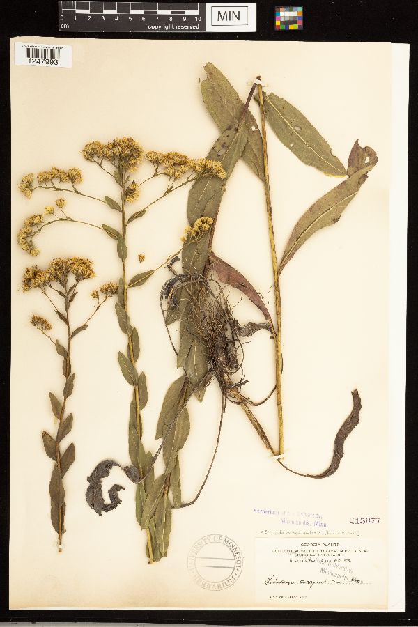 Solidago rigida subsp. glabrata image