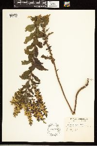 Solidago rugosa image