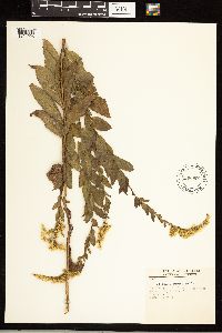 Solidago rugosa image