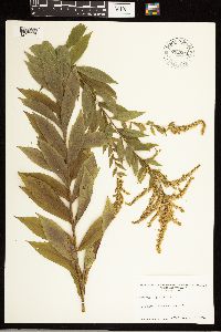 Solidago rugosa image