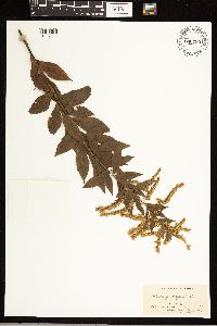 Solidago rugosa image