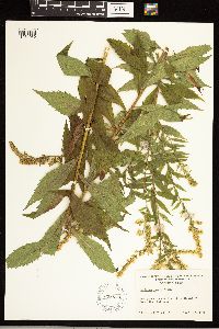 Solidago rugosa image