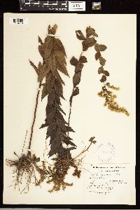 Solidago rugosa image