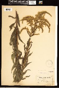 Solidago rugosa image