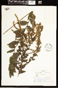 Solidago rugosa image