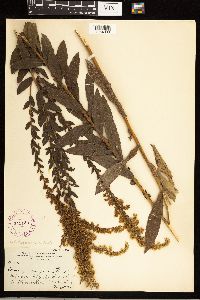 Solidago rugosa image