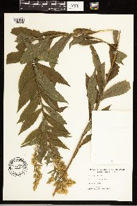 Solidago rugosa image