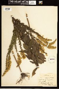 Solidago rugosa image