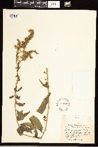 Solidago rugosa image