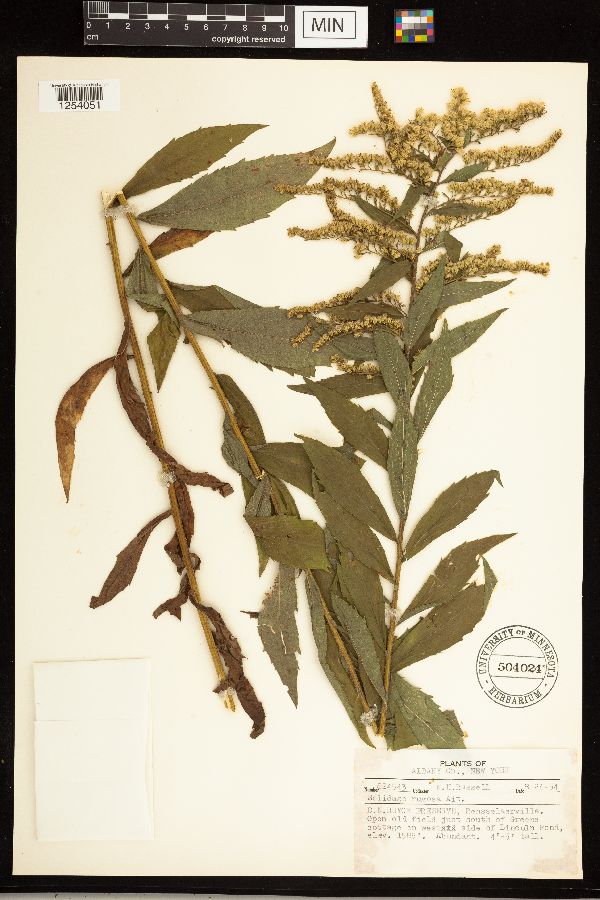 Solidago rugosa image