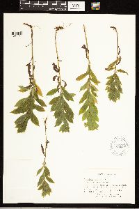 Solidago rugosa image