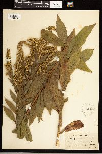 Solidago rugosa image