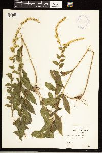 Solidago rugosa image