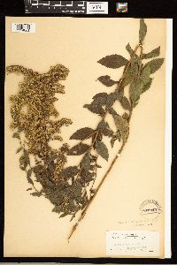 Solidago rugosa image