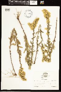 Solidago rugosa image