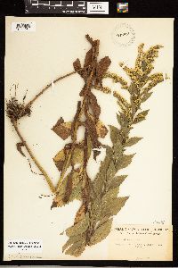 Solidago rugosa image